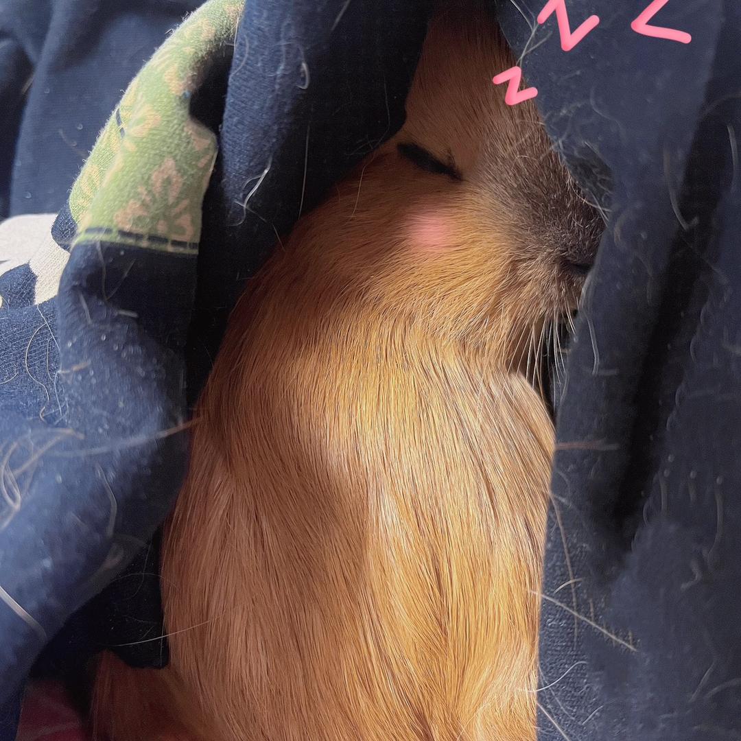 糊糊的独居日记