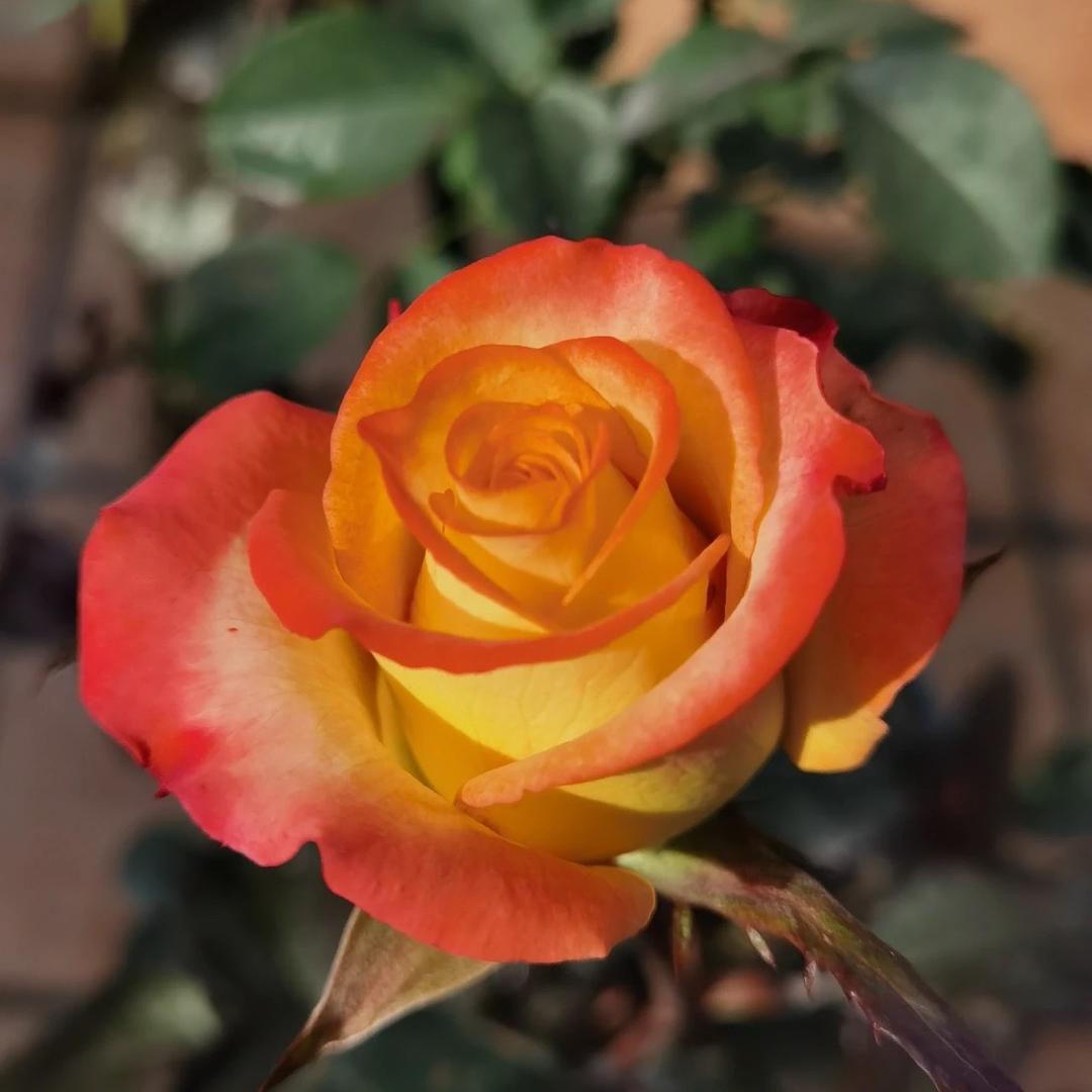 苏醒月季种植园