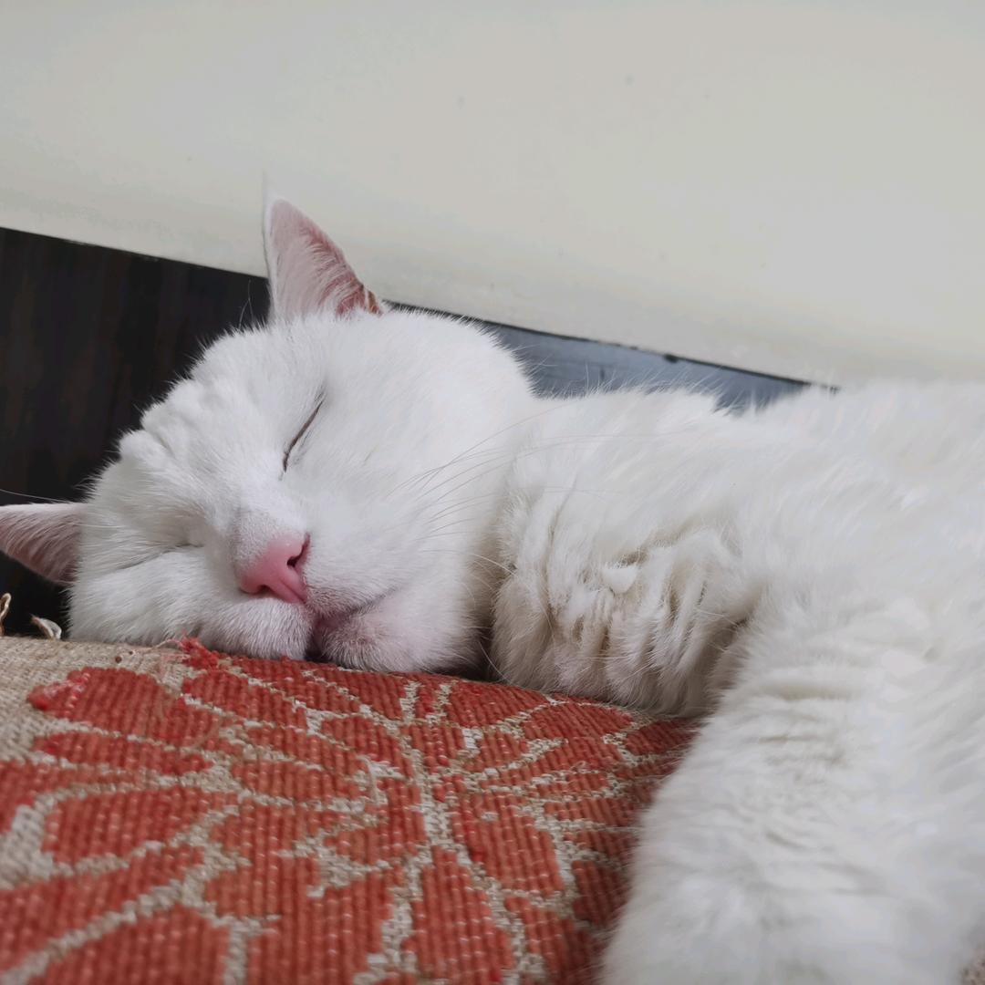 猫plus