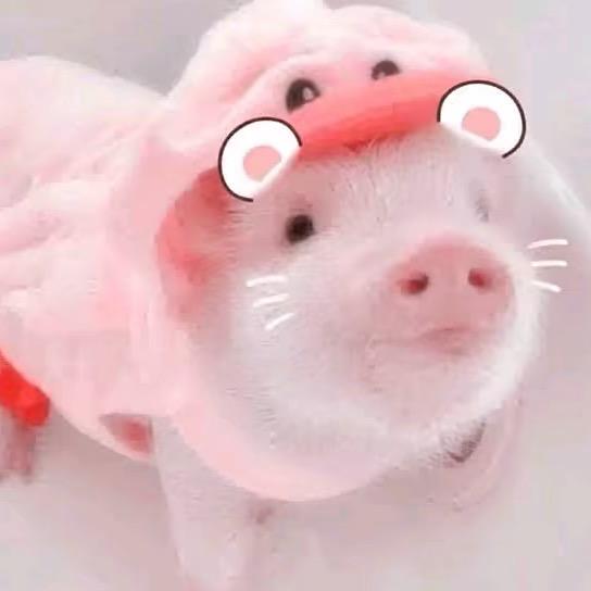 3只小猪