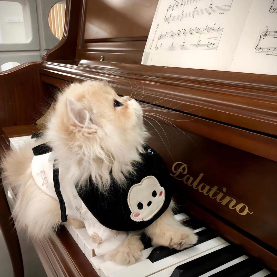 一桶猫猫兔