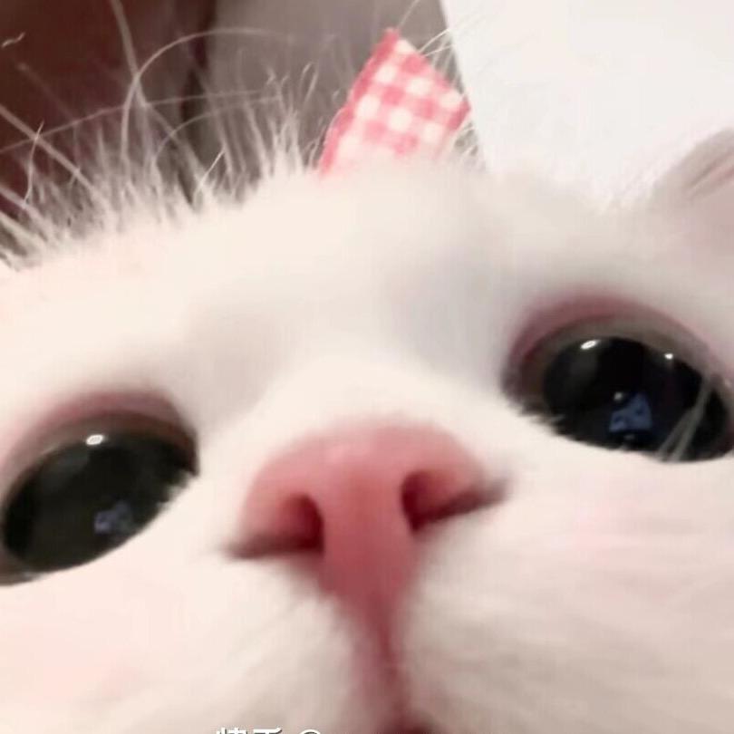 喵喵喵喵喵喵喵喵喵