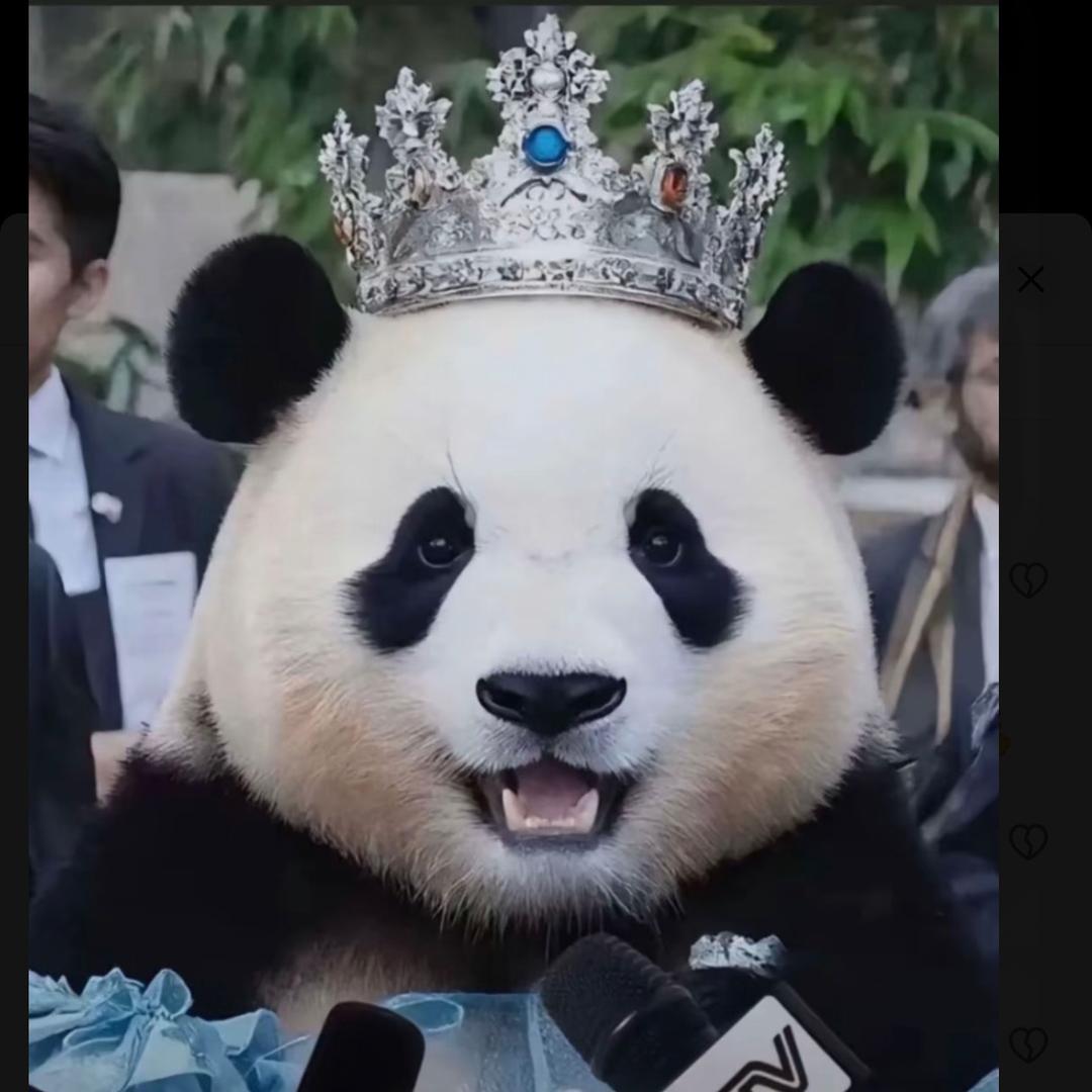 Panda福宝日记📔