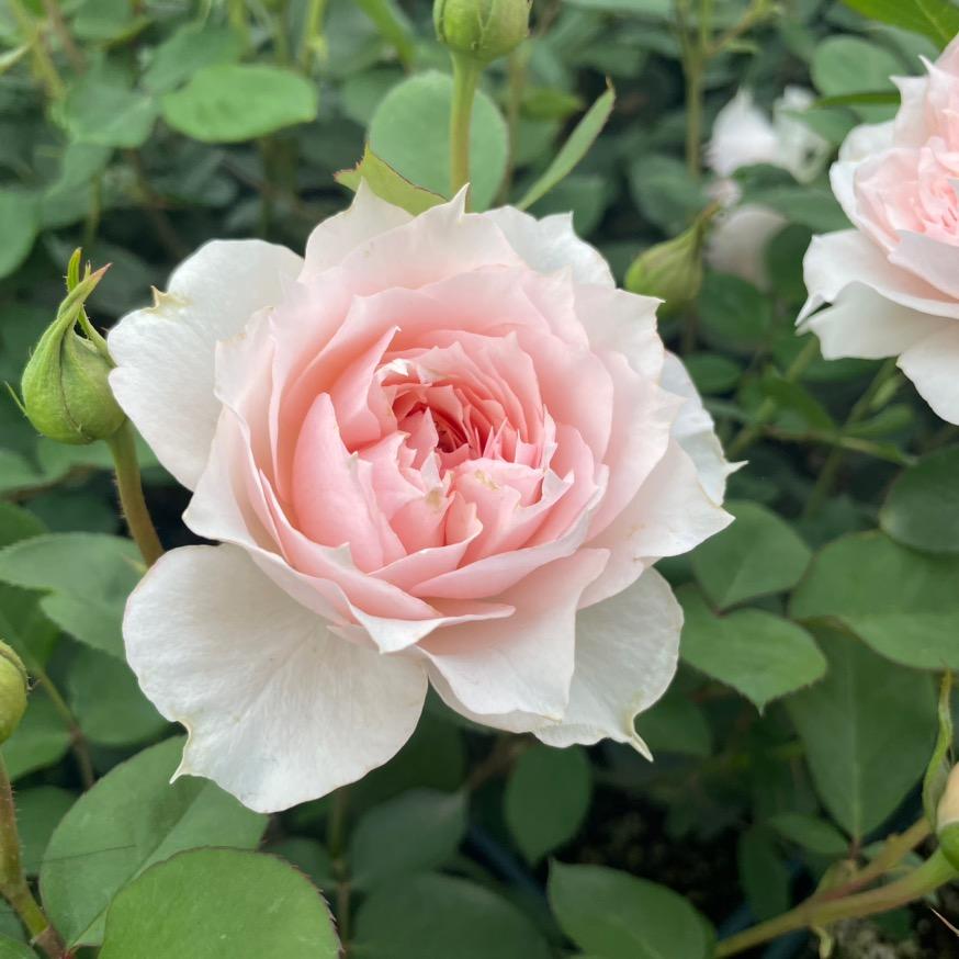 花里.有話