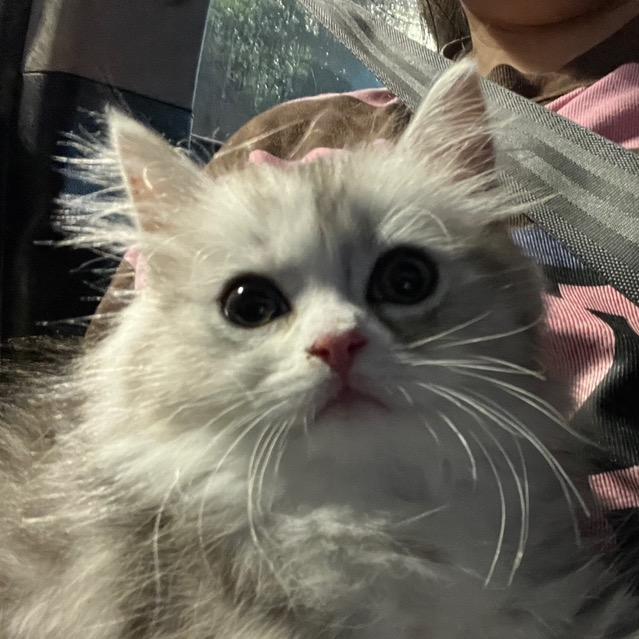 六六的朋友圈
