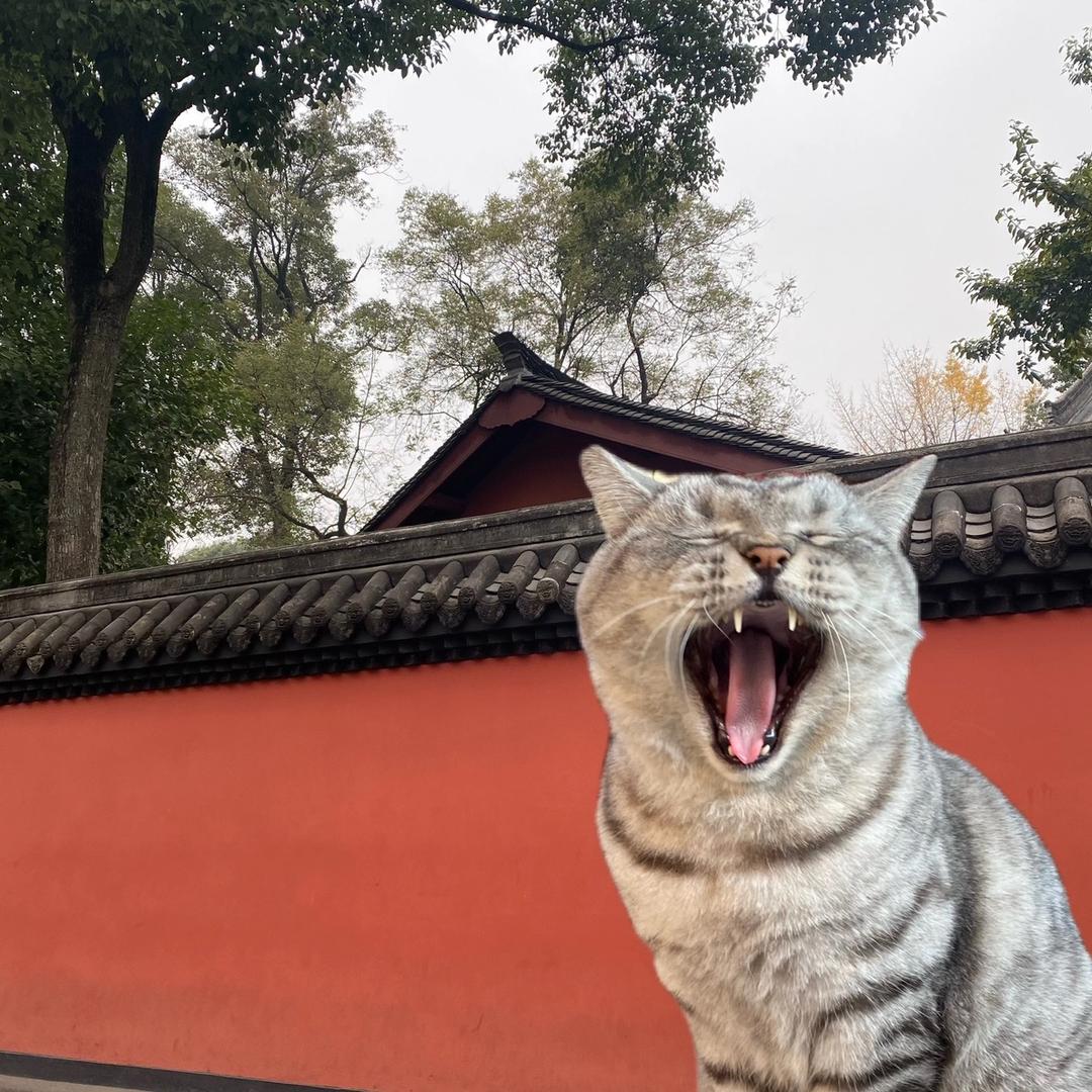 广东喵俱乐部