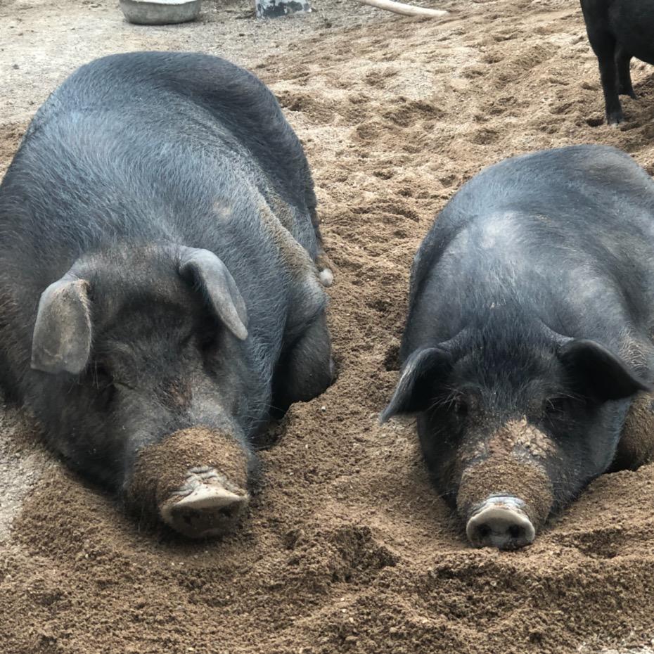 出售土黑猪🐷