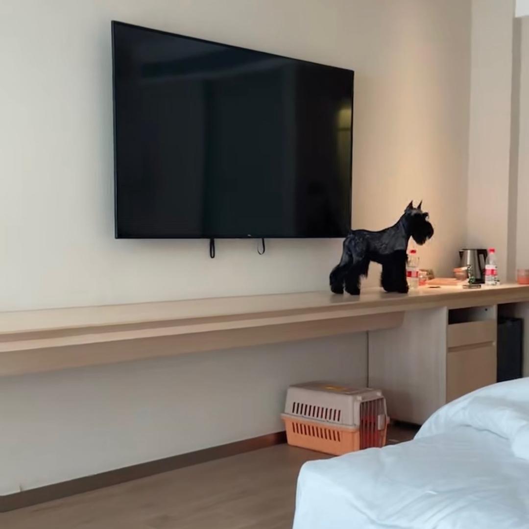 睿琛雪纳瑞主理人