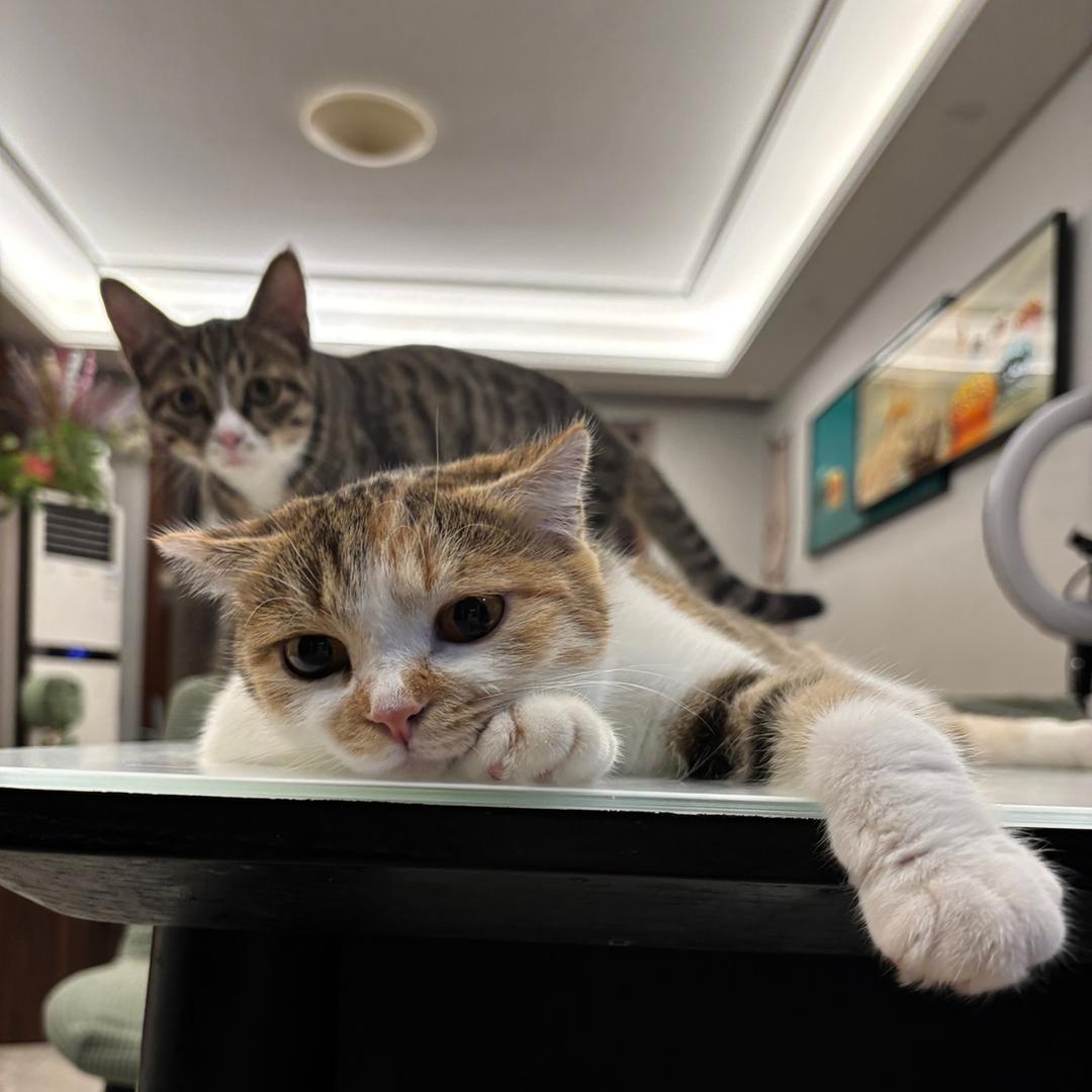 马掌柜的喵课堂