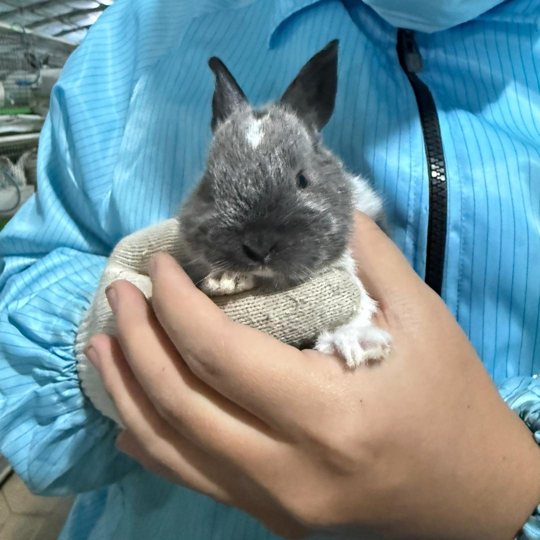 重生之我在河北喂小兔