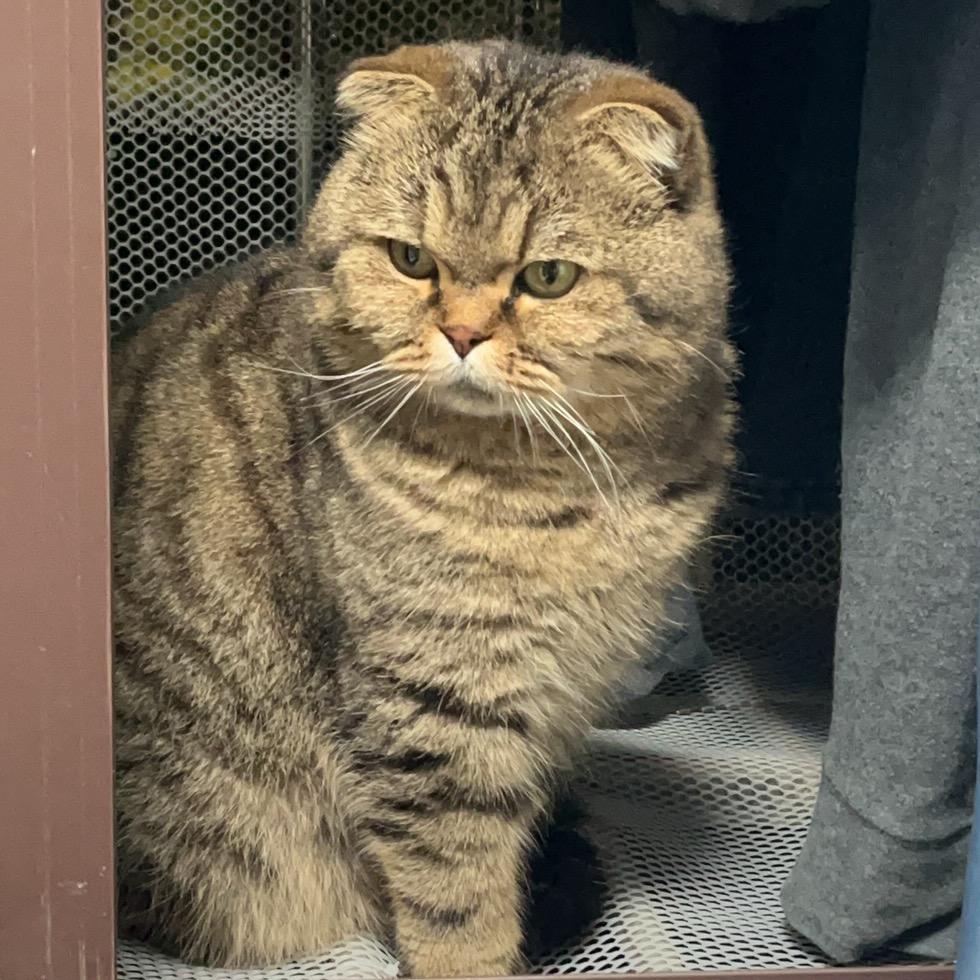 爱睡觉的大头猫（亲测版）