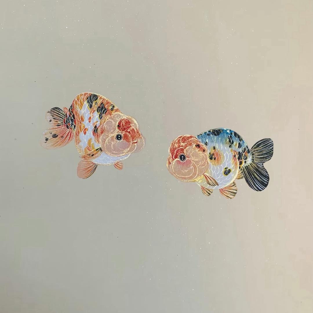 晴天兰寿观赏鱼