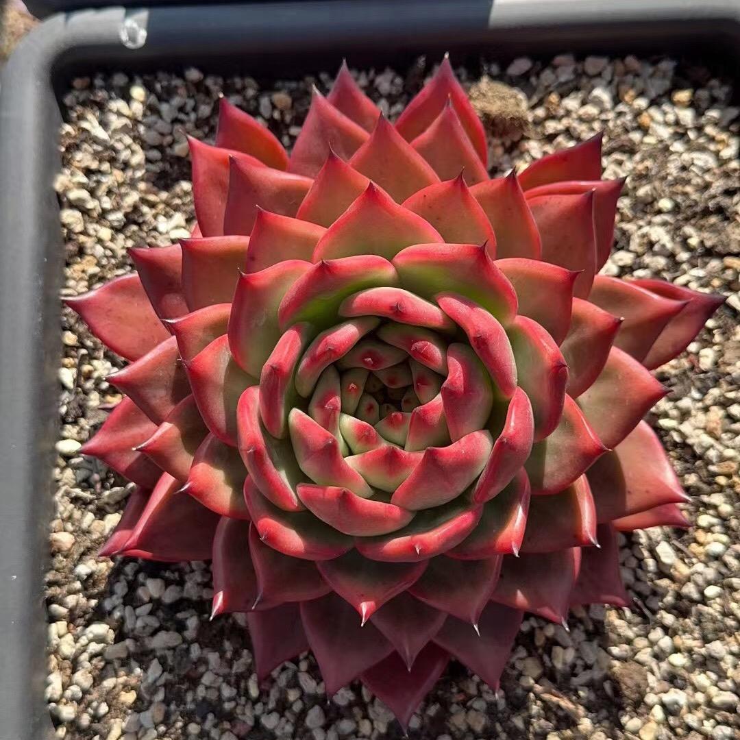人间草木多肉