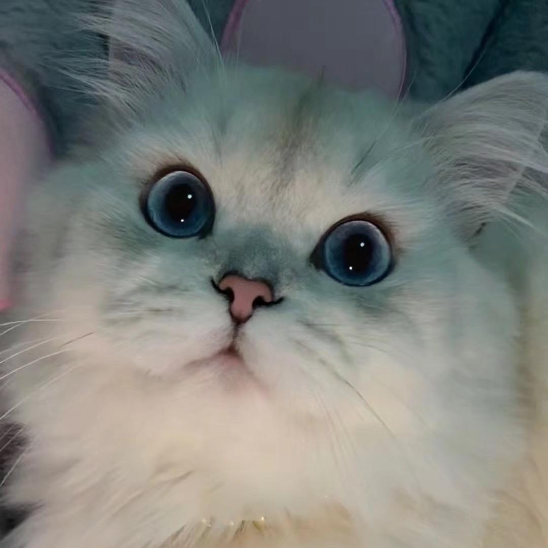 我的毛孩子们