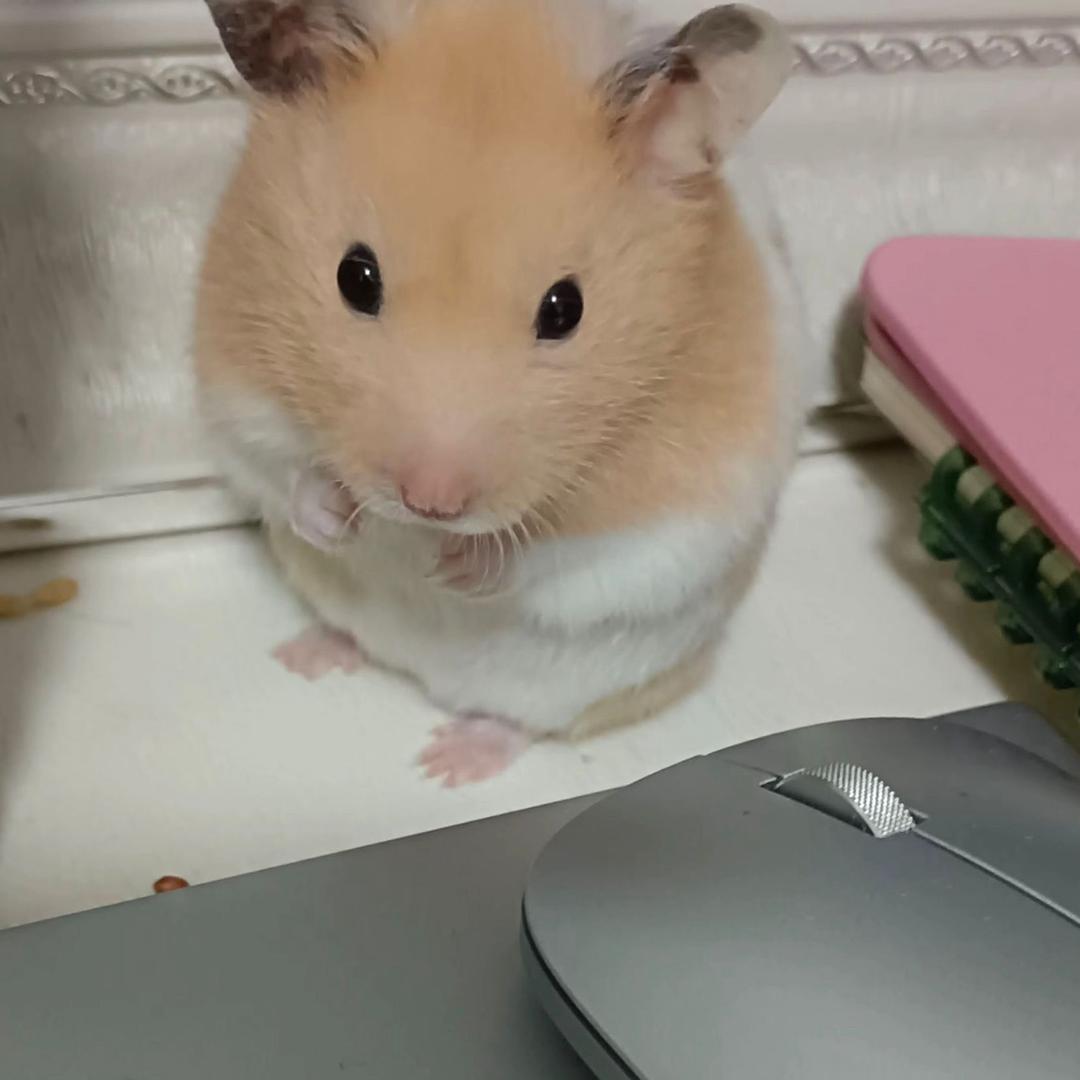 小仓鼠吃点谷