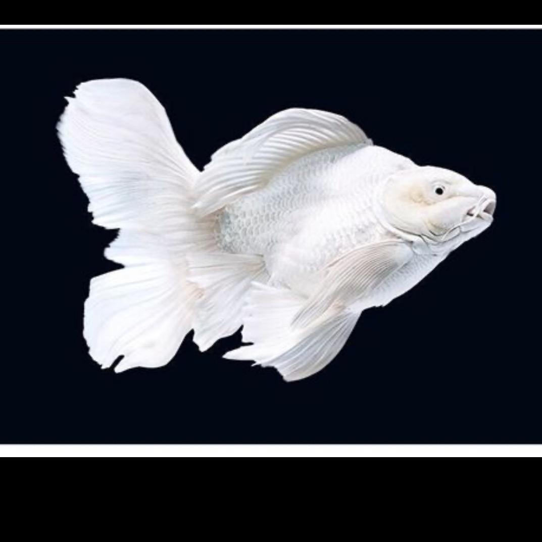 精品蝴蝶鲤养殖基地