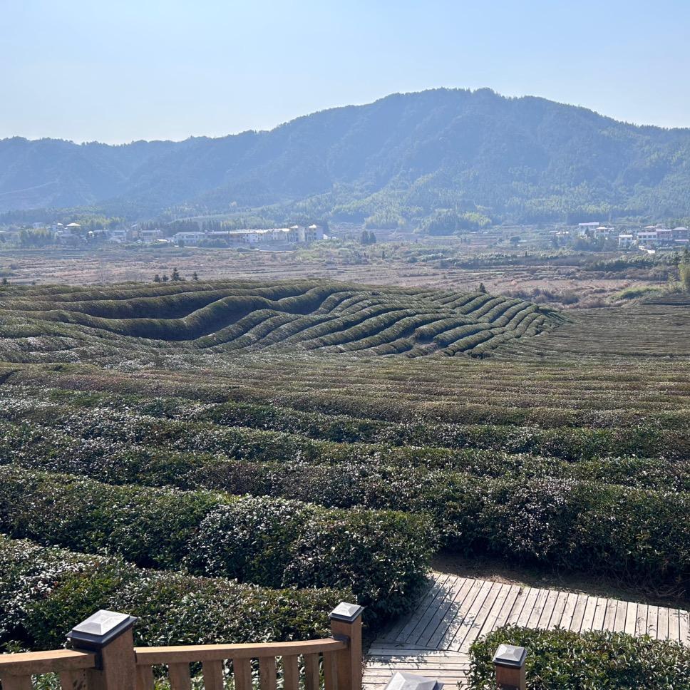 师锦通讯锦通直播号