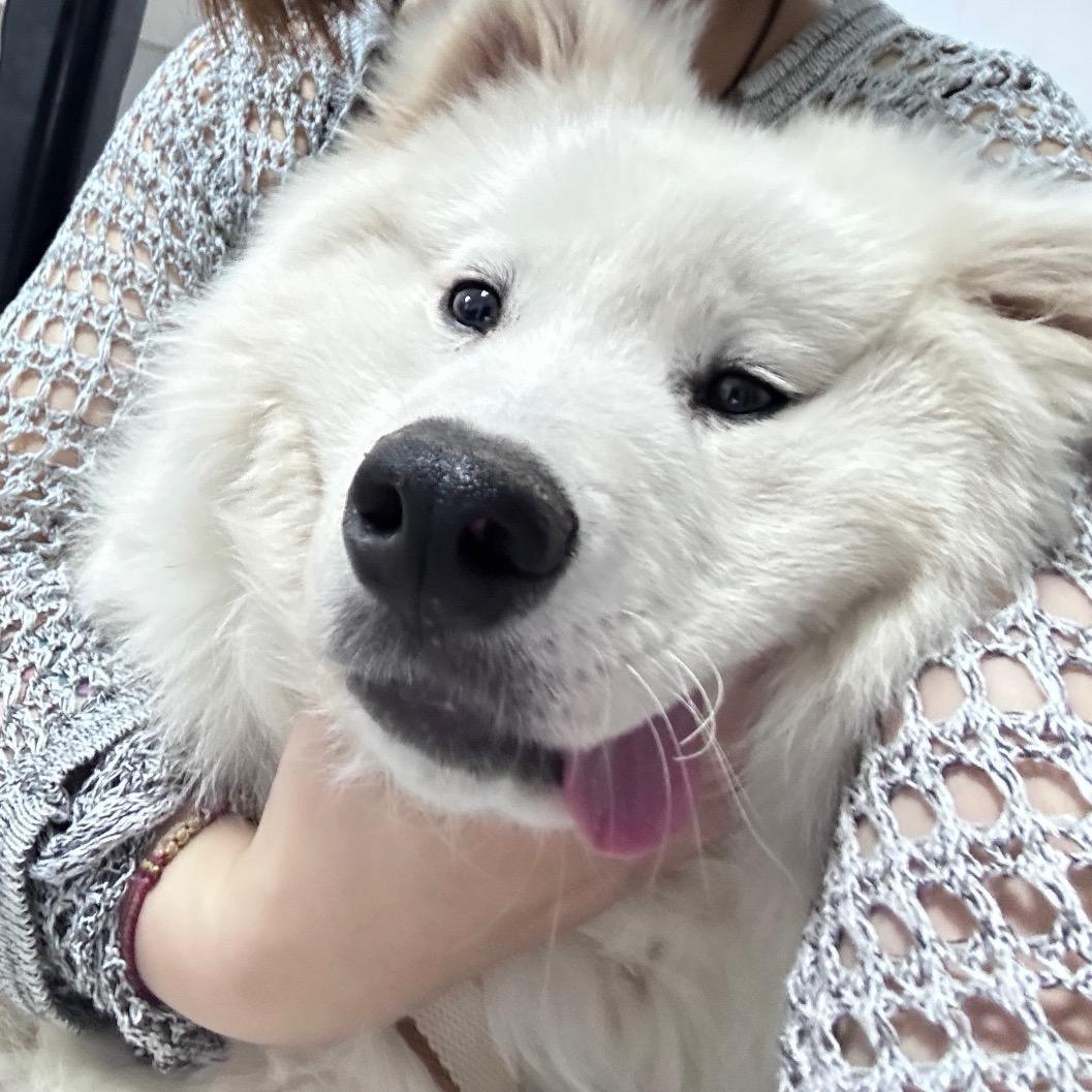 如意地摊火锅（鲜牛羊肉）