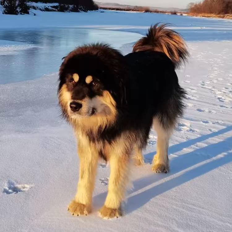 知弦【原生蒙古犬】小号