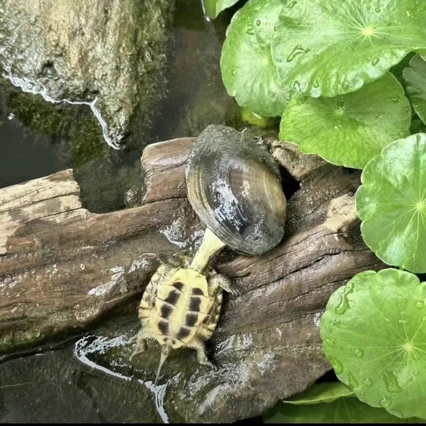 没壳的乌龟
