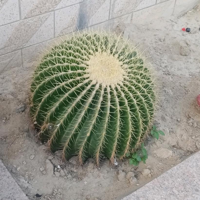 用户7855866146824中兴