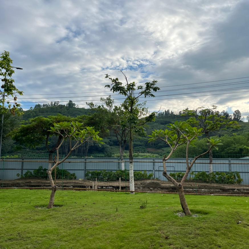 行云流水🐰🐸🐍