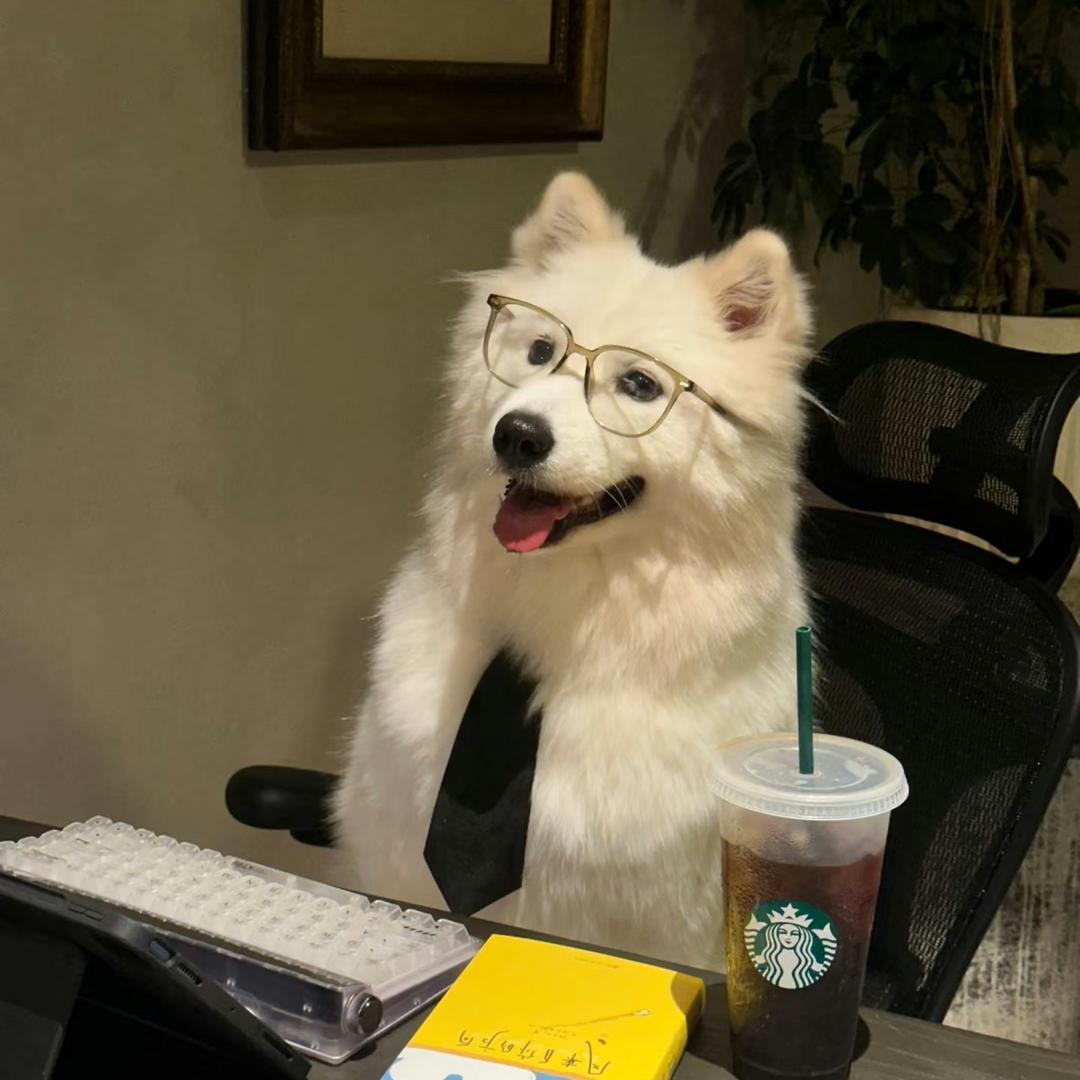 萨摩耶（已有狗）