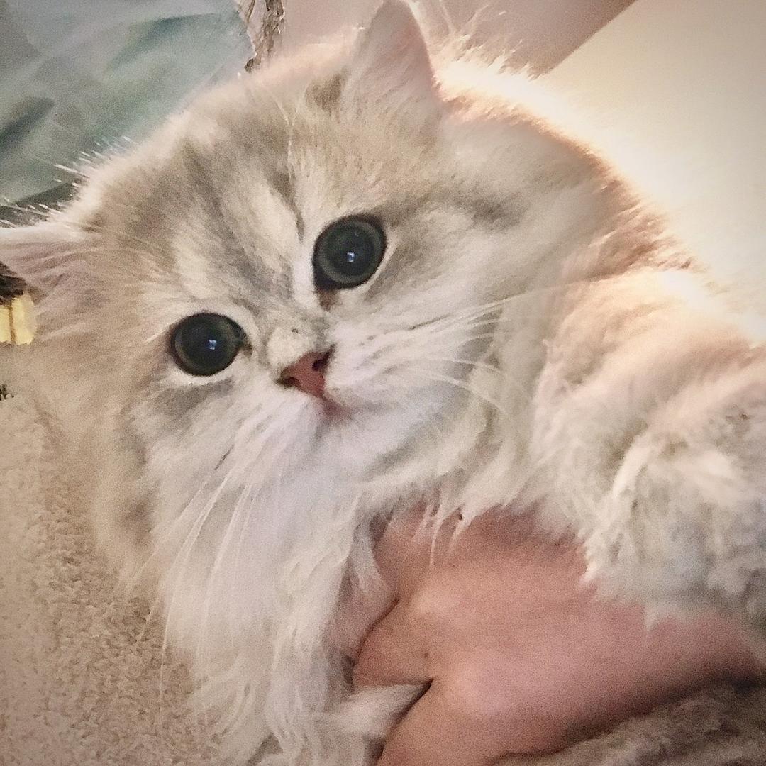 TAta家的猫