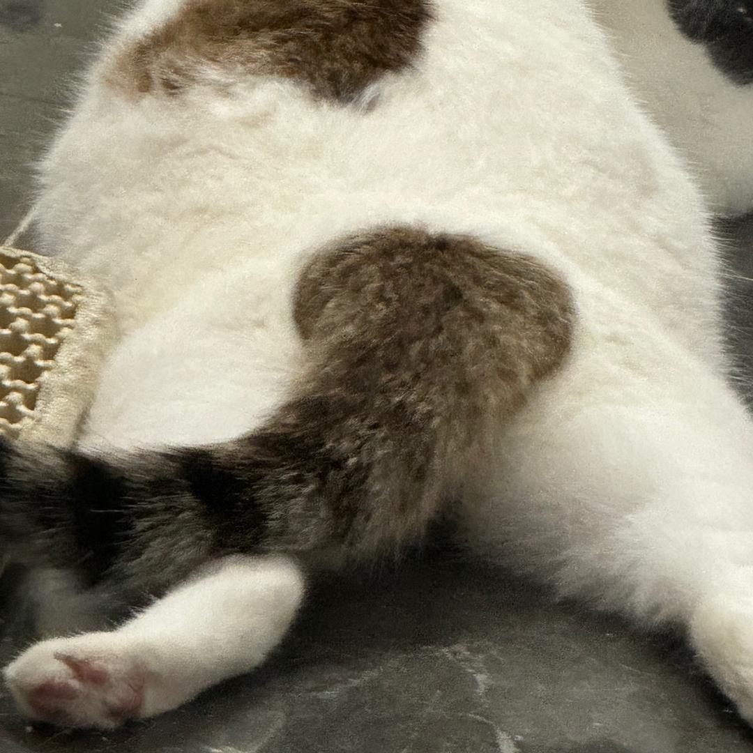 茉香豆浆配油条