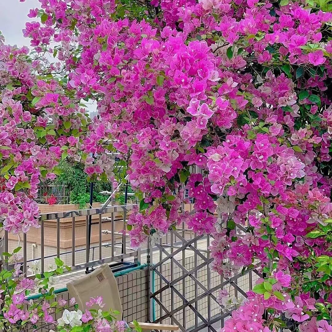 土豆三角梅花卉