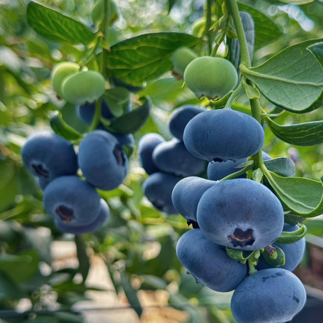 苗缘轩千亩蓝莓种植基地