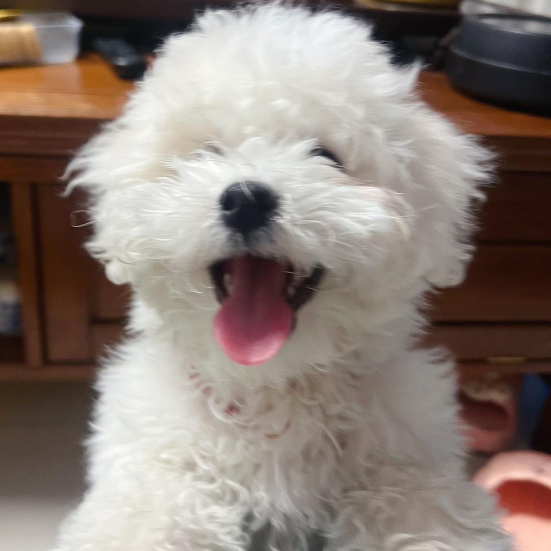 王啤啤