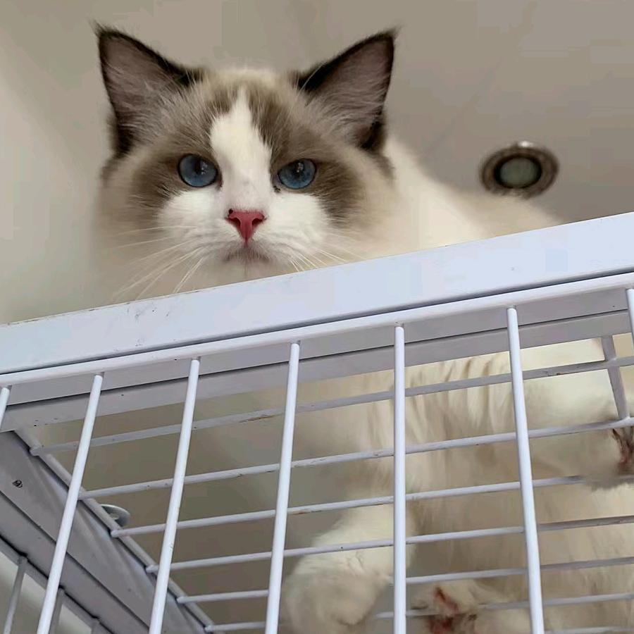 招财猫咪🐱🐱🐱