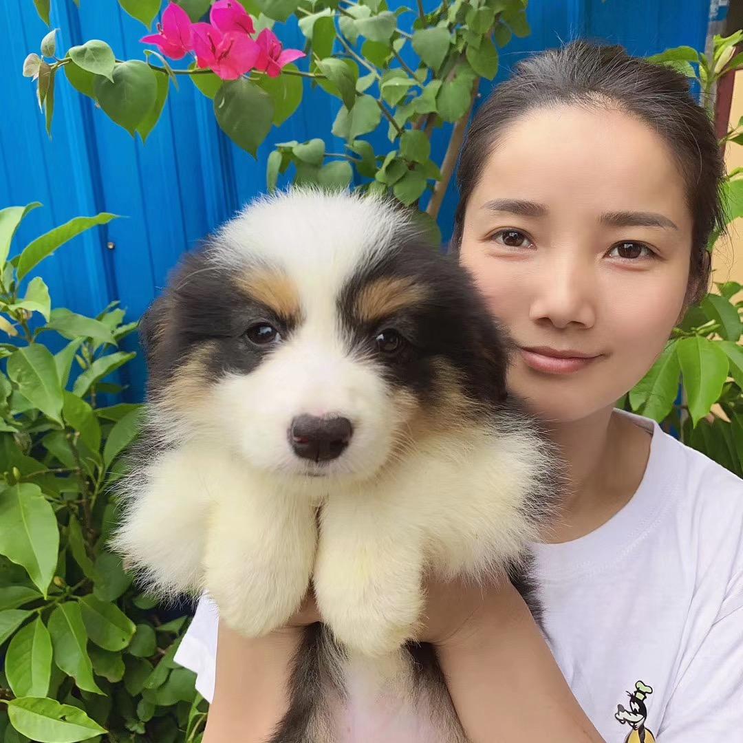 天天萌宠（稀有色边境牧羊犬）