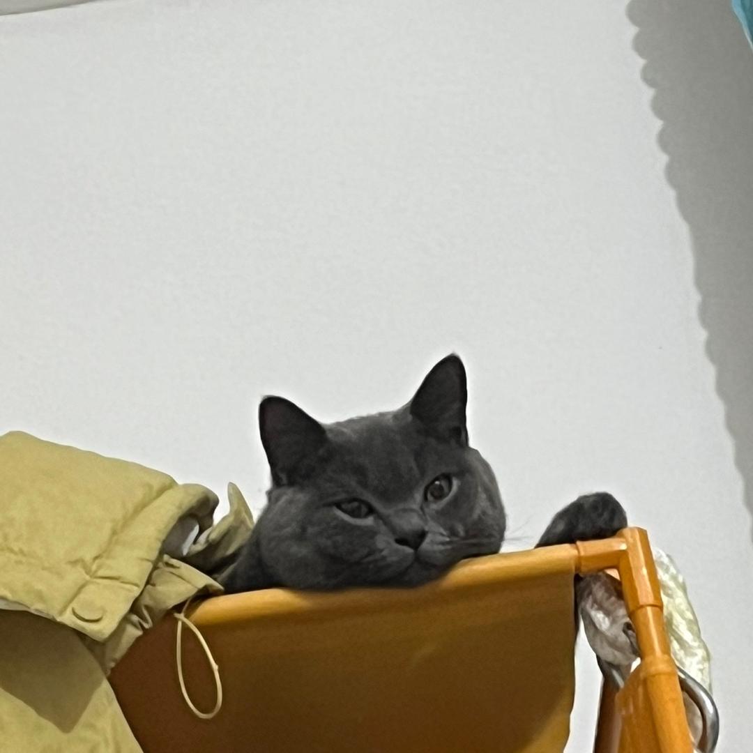 这世界不能没有小猫