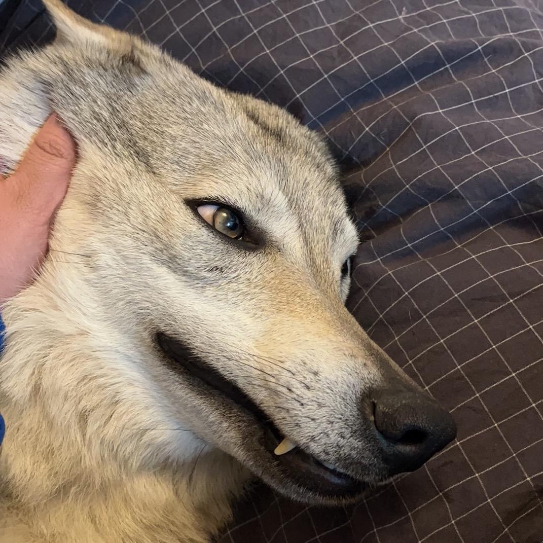 狗蔻蔻