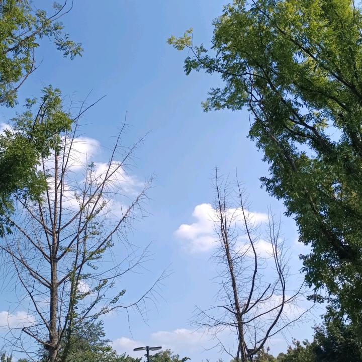 玢玢