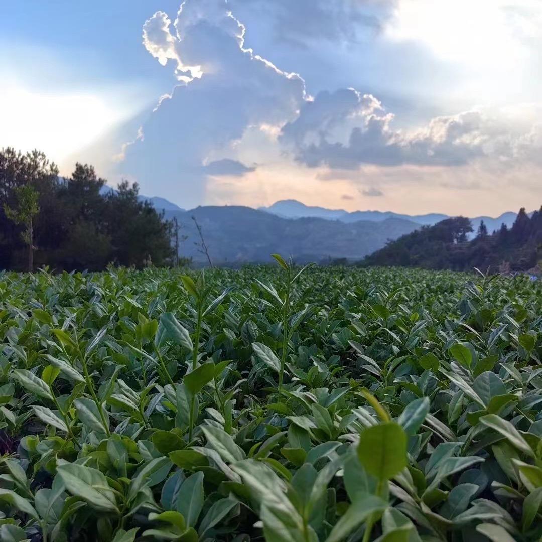 茶礼东方（茶叶供应链）