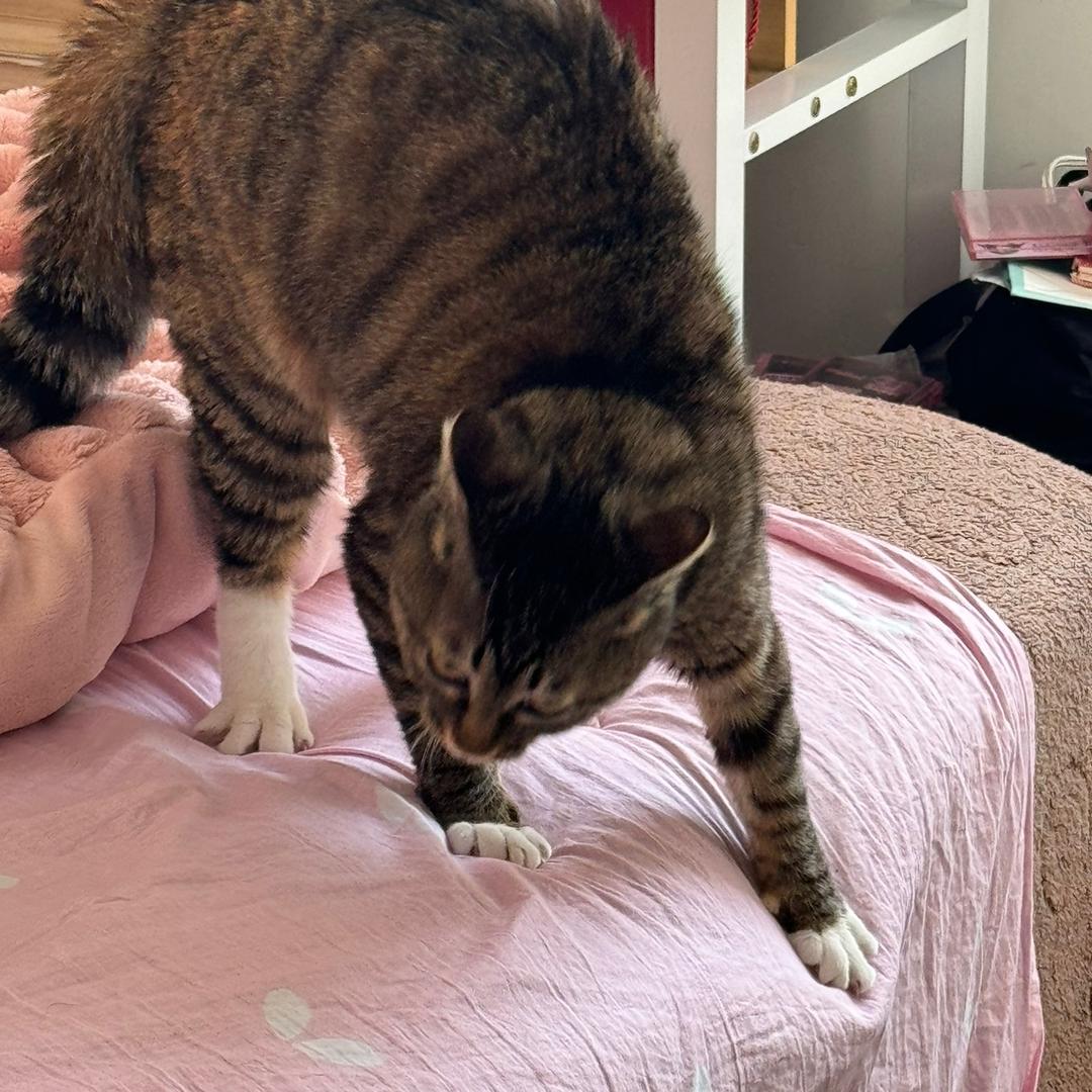 太虚三金（求推荐）