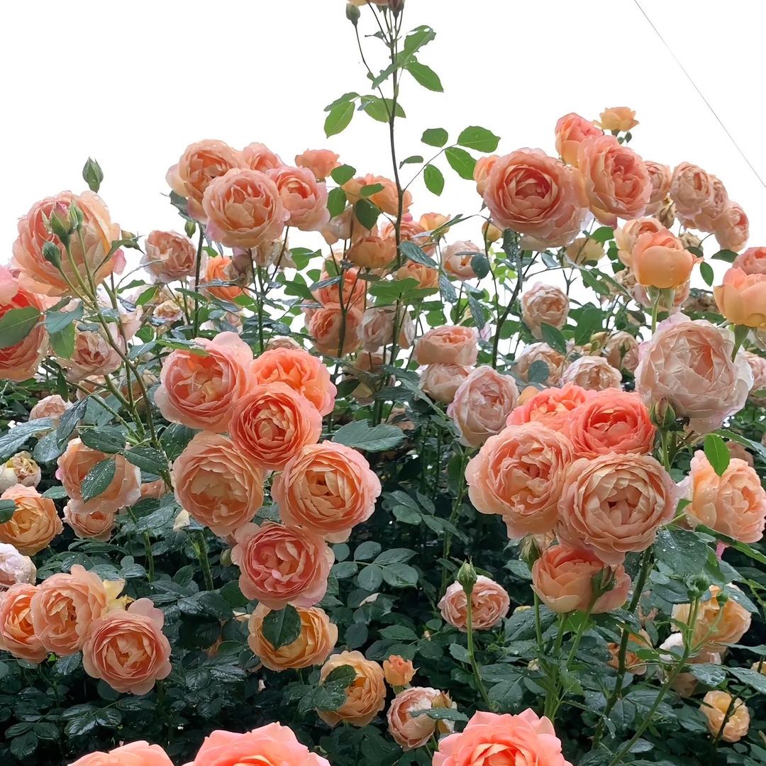 云南秋秋花卉