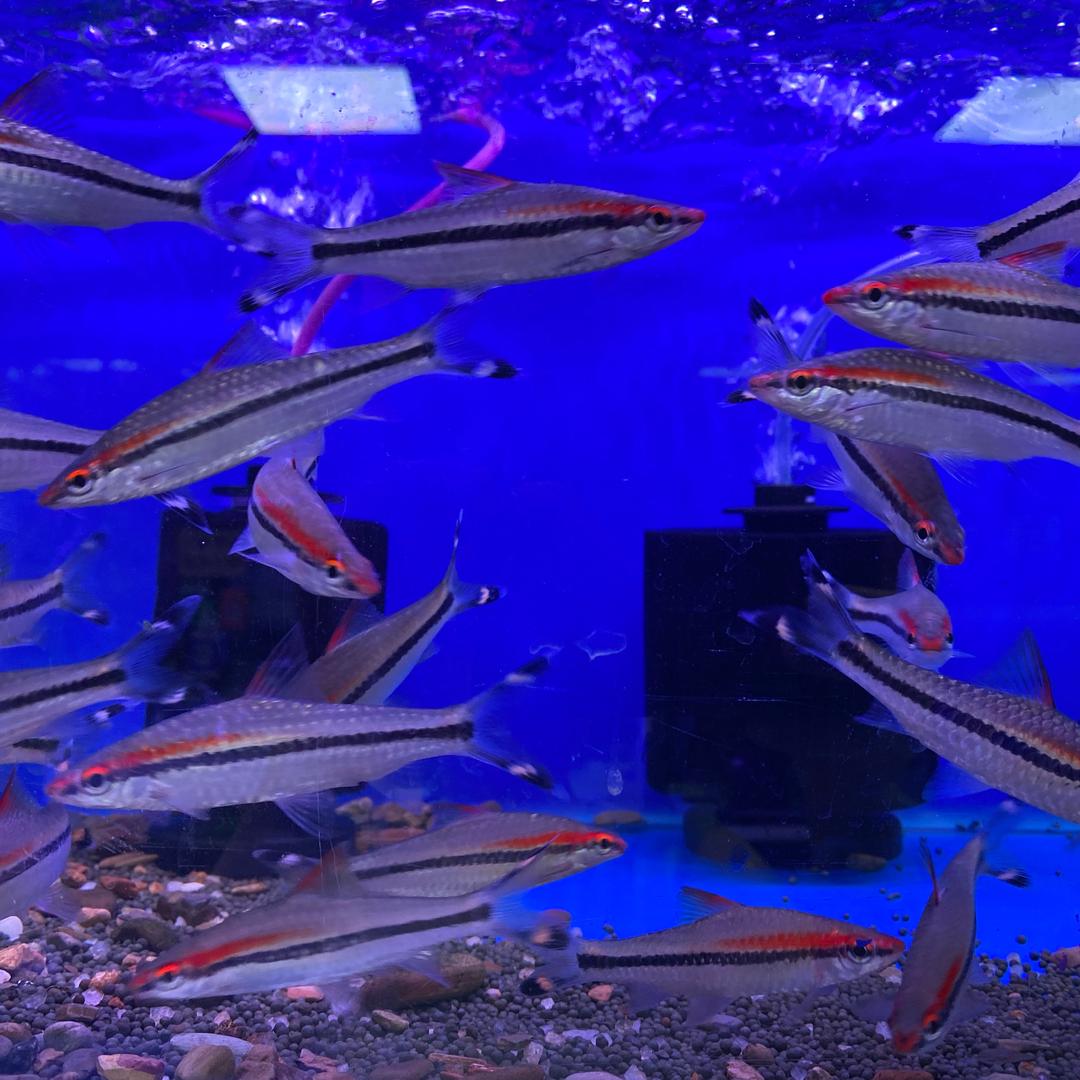 泉韵水族