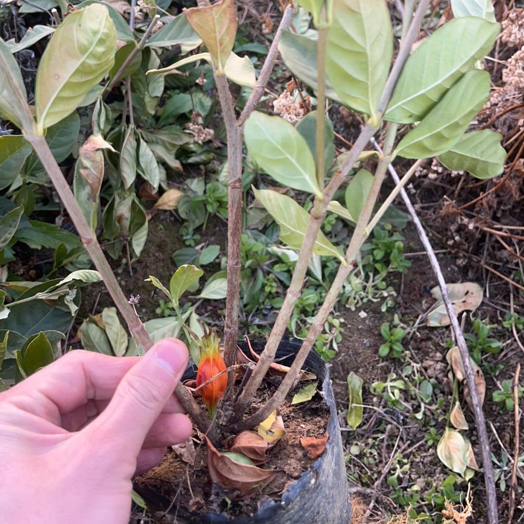 乐平市草本轩中草药育苗种植