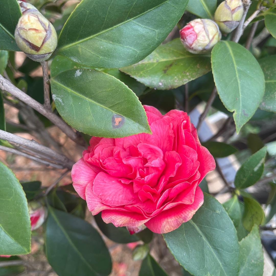 茉莉花开1