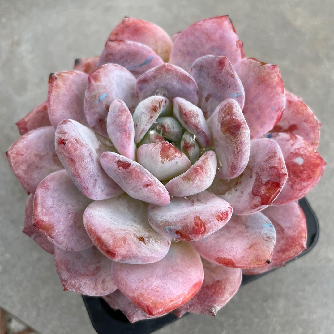 同温层花卉