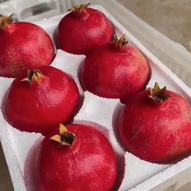 兄弟果木盆景园艺