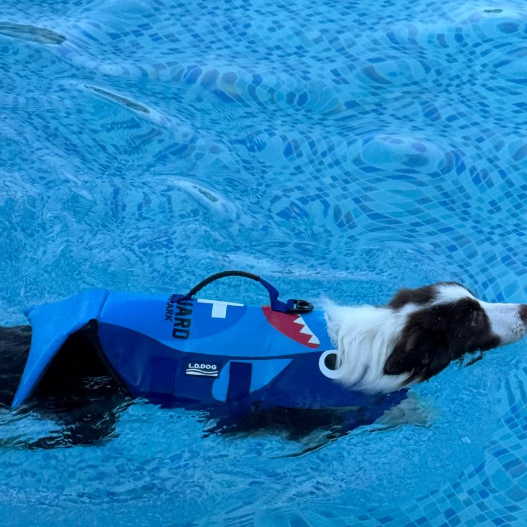 奥利奥边牧之家