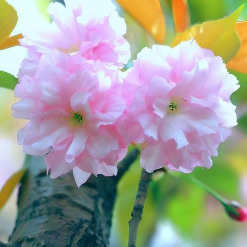 在吃榴莲