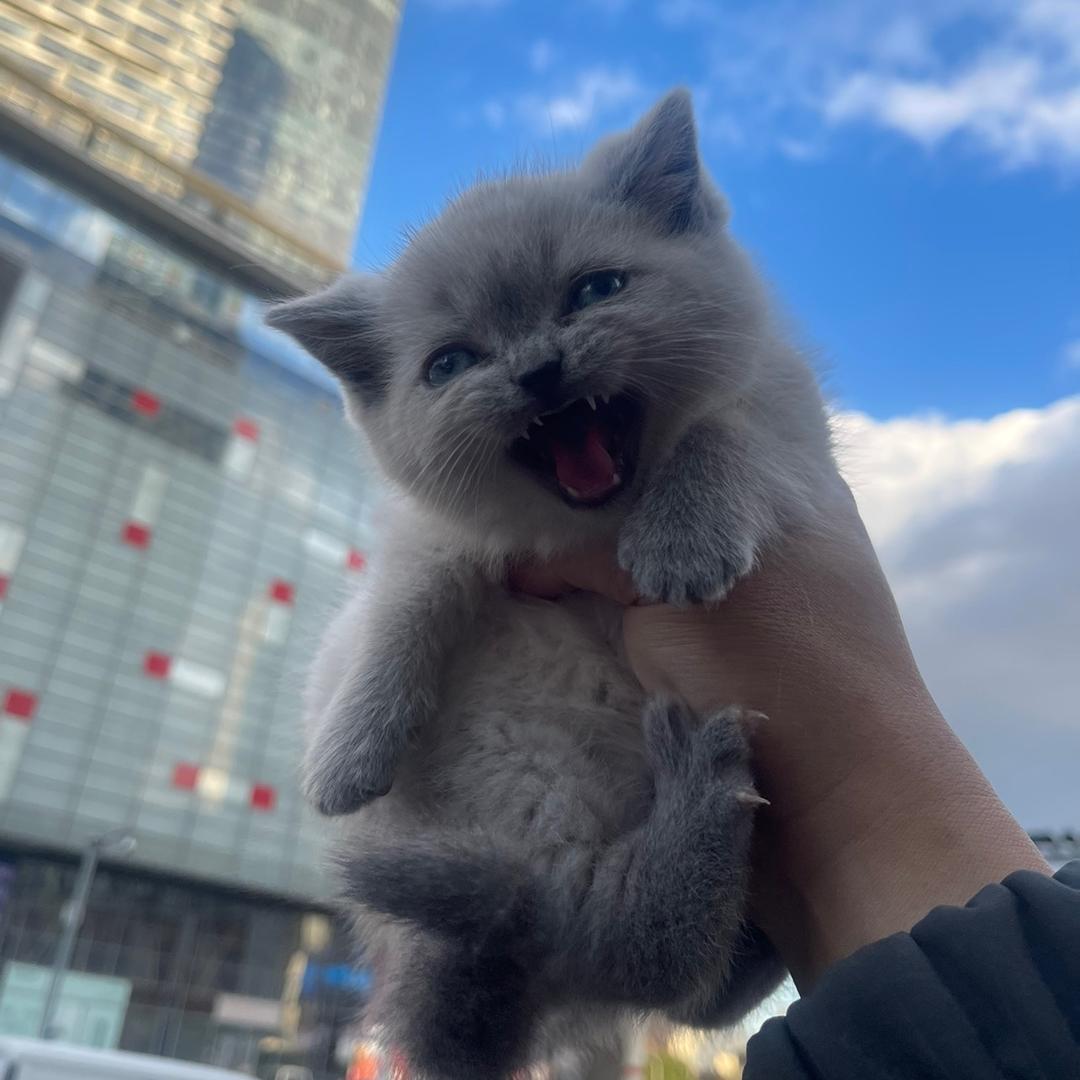 鳄鱼家养猫日记