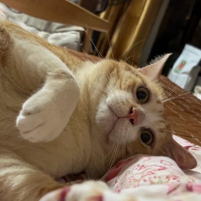 我叫啊猫猫