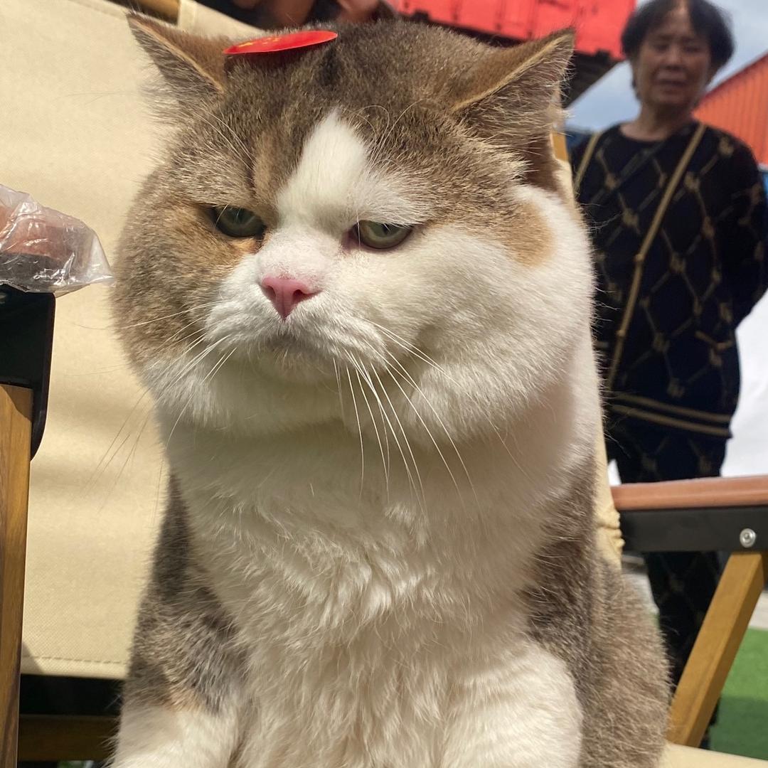 爱炸毛的哈哈